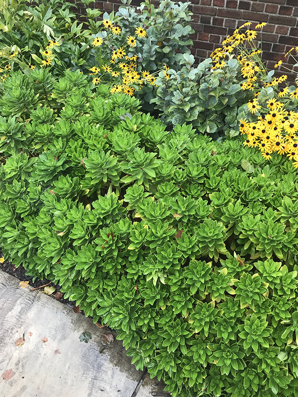 Very green plants with a few yellow flowers near the top