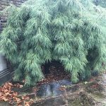 A weeping pine whose needles hang open around the bottom, appearing almost like an entryway.