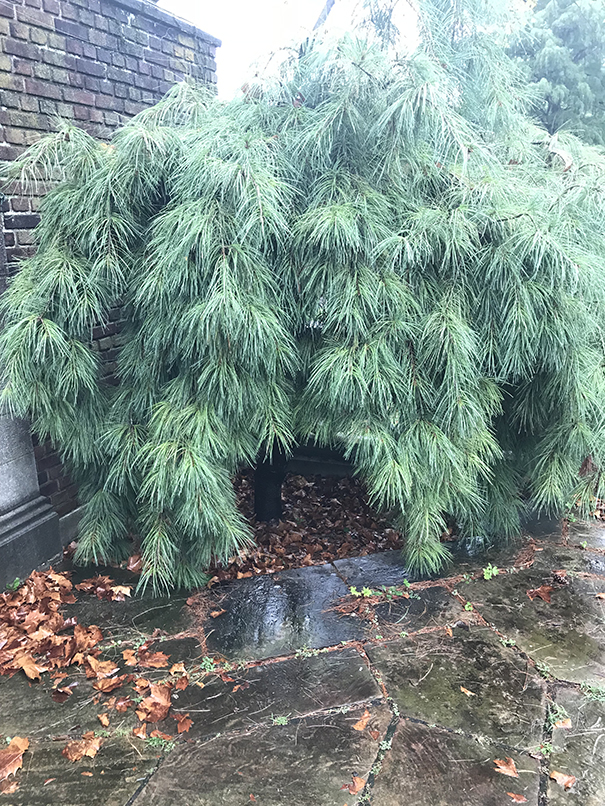 A weeping pine whose needles hang open around the bottom, appearing almost like an entryway.